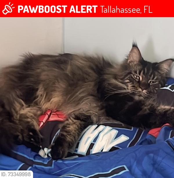 Lost Male Cat last seen Grady Road Henderson Rd., meridian Road, Tallahassee, FL 32312