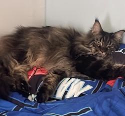 Lost Male Cat last seen Grady Road Henderson Rd., meridian Road, Tallahassee, FL 32312