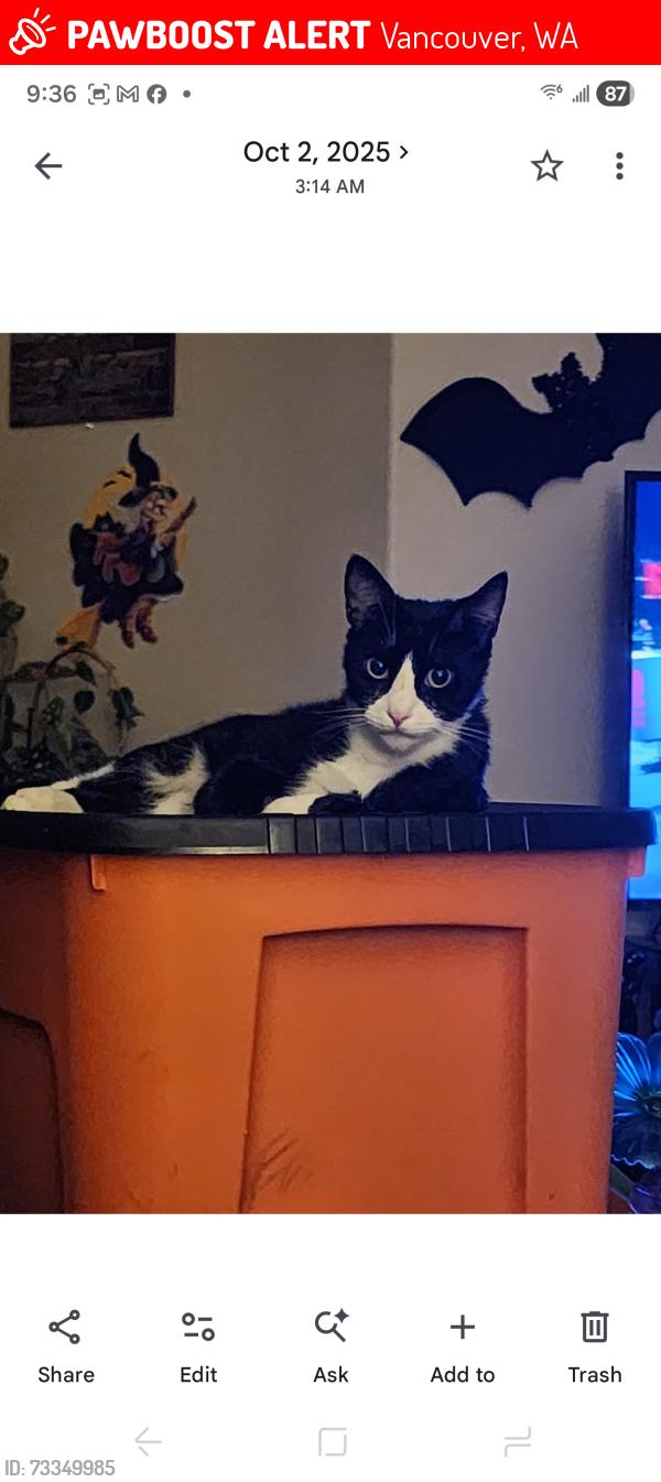 Lost Male Cat last seen 109th & 39th ave by Avana 109 apmts & ABC Supplys, Vancouver, WA 98682
