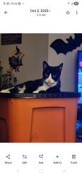 Lost Male Cat last seen 109th & 39th ave by Avana 109 apmts & ABC Supplys, Vancouver, WA 98682