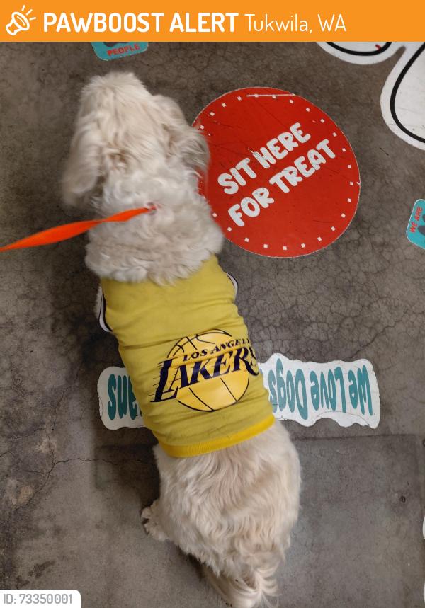 Found/Stray Male Dog last seen Near pacific hwy, s, tukwilla, wa 98188, Tukwila, WA 98188