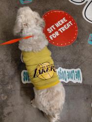 Found/Stray Male Dog last seen Near pacific hwy, s, tukwilla, wa 98188, Tukwila, WA 98188