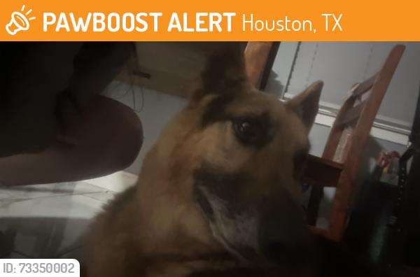 Found/Stray Male Dog last seen Greenwood point drive hidden shadow lane, Houston, TX 77433