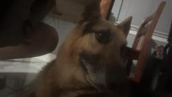 Found/Stray Male Dog last seen Greenwood point drive hidden shadow lane, Houston, TX 77433