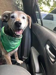 Reunited Male Dog last seen Sedgwick Drive, Virginia Beach, VA 23454