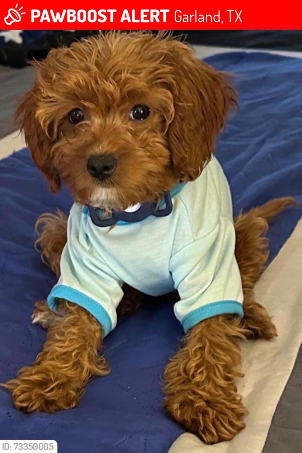 Lost Male Dog last seen Harmony school, Garland, TX 75044