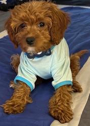 Lost Male Dog last seen Harmony school, Garland, TX 75044