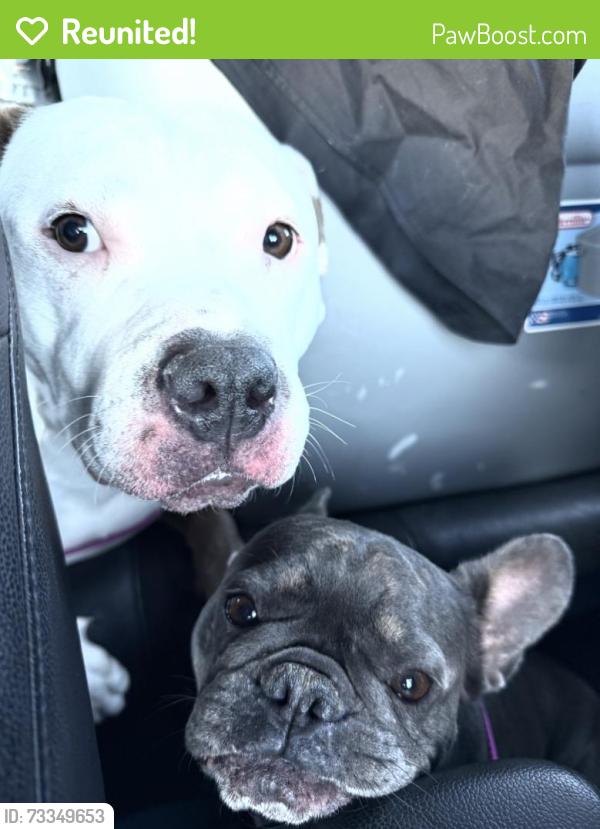 Reunited Female Dog last seen Fossil lake, Arlington, TX 76002