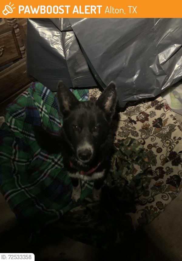 Found/Stray Male Dog last seen Alton elementary, Alton, TX 78573