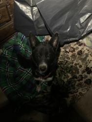Found/Stray Male Dog last seen Alton elementary, Alton, TX 78573