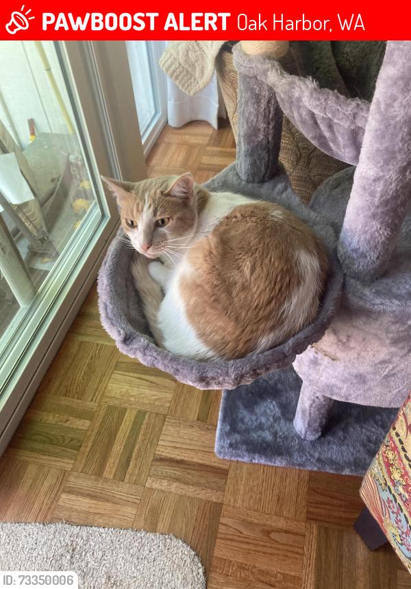 Lost Male Cat last seen Crosswoos circle, Oak Harbor, WA 98277