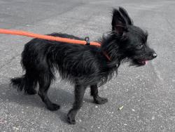 Shelter Stray Female Dog last seen Near Questor Place, San Diego, CA, 92108, 5500 Gaines St, San Diego, CA 92110, USA
