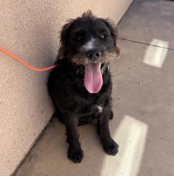 Shelter Stray Male Dog last seen Cottonwood Road, San Diego, CA, 92173, 5500 Gaines St, San Diego, CA 92110, USA