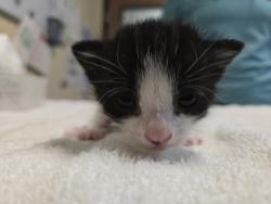 Shelter Stray Female Cat last seen Near N Melrose Drive, Vista, CA, 92083, Oceanside, CA 92058, USA