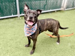 Shelter Stray Male Dog last seen dropped at 44th precinct: 2 E 169th St, Bronx, NY 10452, BRONX, NY, 10452, 326 E 110th St, New York, NY 10029, USA
