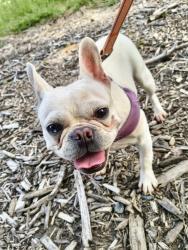 Shelter Stray Female Dog last seen MD, 411 Maxwell Frye Rd, Millersville, MD 21108, USA