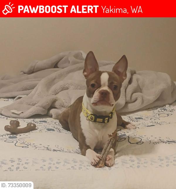 Lost Female Dog last seen Lincoln Ave/16th, Yakima, WA 98902