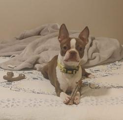 Lost Female Dog last seen Lincoln Ave/16th, Yakima, WA 98902