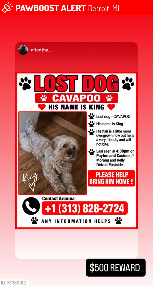 Lost Male Dog last seen Kelly n morang, Detroit, MI 48224