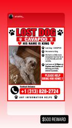 Lost Male Dog last seen Kelly n morang, Detroit, MI 48224