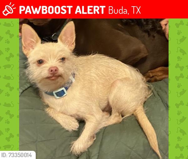 Lost Male Dog last seen Near mansions of buda, Buda, TX 78610