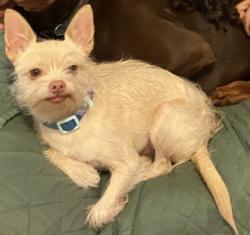 Lost Male Dog last seen Near mansions of buda, Buda, TX 78610