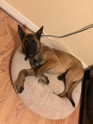 Found/Stray Female Dog last seen Alameda and exposition, Aurora, CO 80012