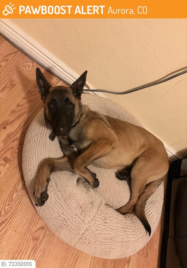 Found/Stray Female Dog last seen Alameda and exposition, Aurora, CO 80012