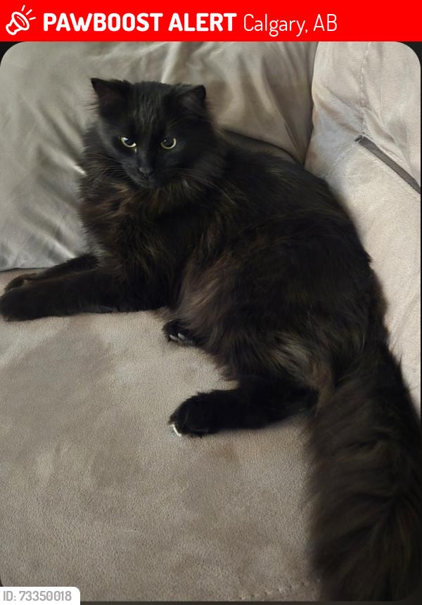 Lost Male Cat last seen Bridlemeadows Manor SW, Calgary, AB 