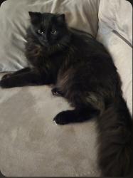 Lost Male Cat last seen Bridlemeadows Manor SW, Calgary, AB 