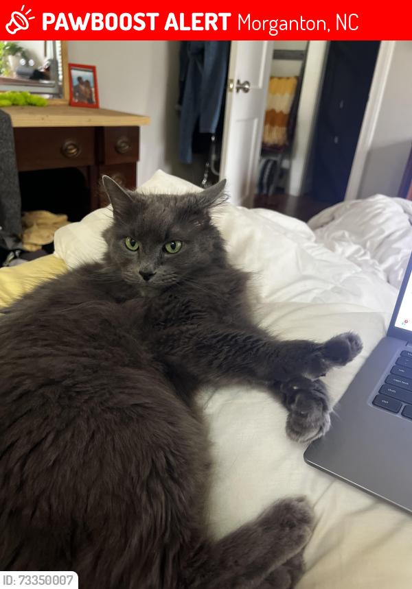 Lost Male Cat last seen Powerhouse Road - Morganton NC, Morganton, NC 28655