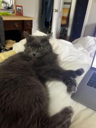 Lost Male Cat last seen Powerhouse Road - Morganton NC, Morganton, NC 28655