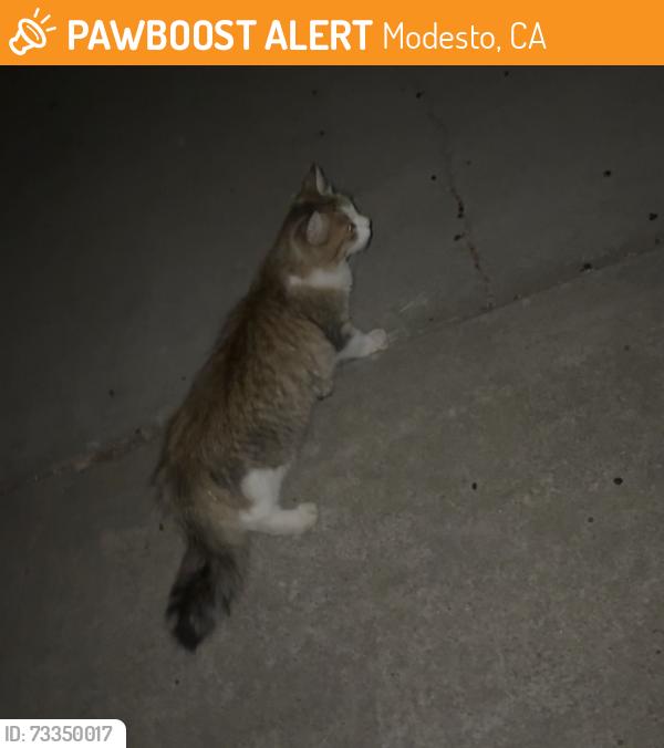 Found/Stray Unknown Cat last seen cheyenne way roaming past few days, Modesto, CA 95356