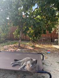 Reunited Male Cat last seen Near S 21st St, San Jose, CA 95116, USA, San Jose, CA 95116