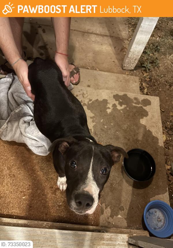 Found/Stray Female Dog last seen 36th St. and Akron, Lubbock, TX 79410