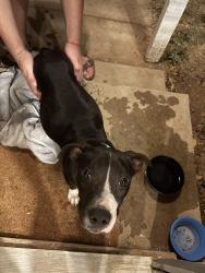 Found/Stray Female Dog last seen 36th St. and Akron, Lubbock, TX 79410