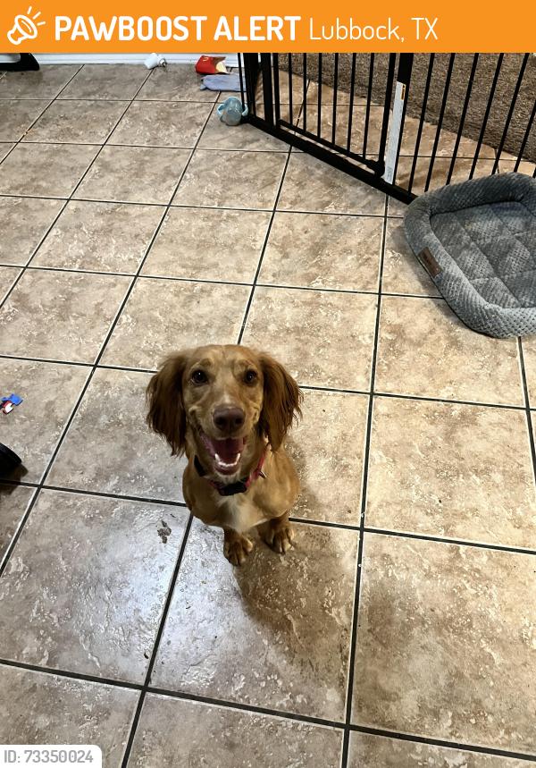 Found/Stray Female Dog last seen Chicago ave. and Dartmouth st., Lubbock, TX 79416