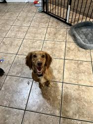 Found/Stray Female Dog last seen Chicago ave. and Dartmouth st., Lubbock, TX 79416