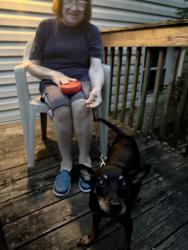 Reunited Female Dog last seen Green Meadows and Kosan, Streamwood, IL 60107