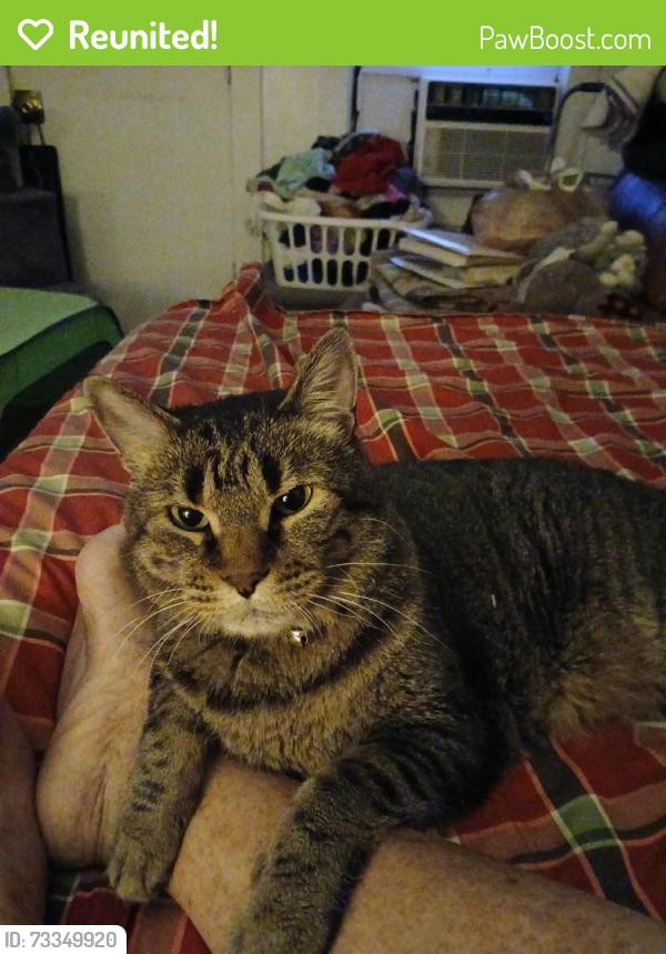 Reunited Male Cat last seen Coal and Arno, Albuquerque, NM 87102