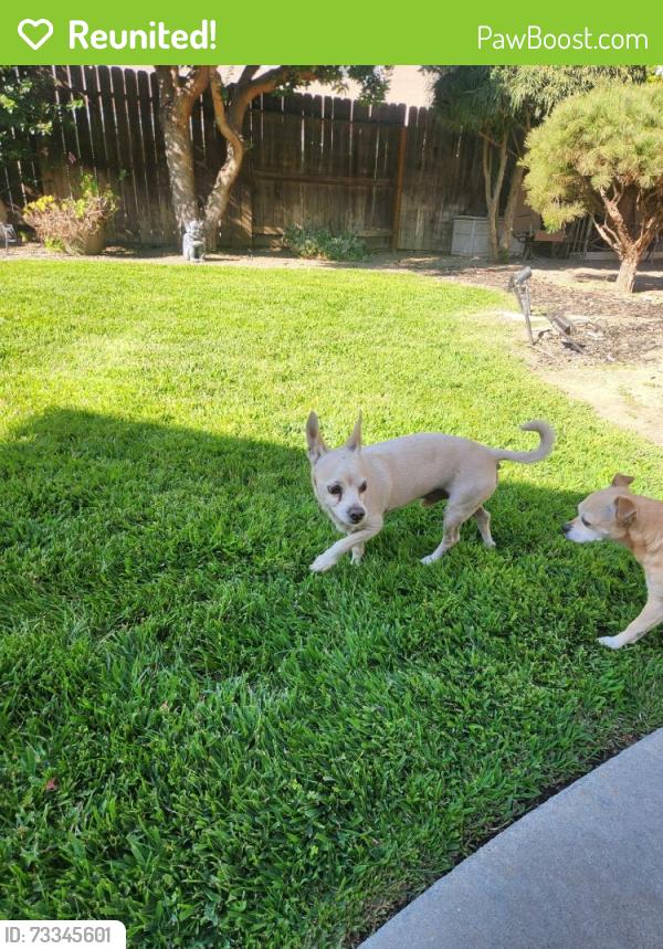 Reunited Male Dog last seen Bangs & Morrow road, Modesto, CA 95356