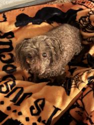 Found/Stray Male Dog last seen Kesting/Longmore, Mesa, AZ 85202