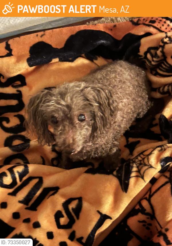 Found/Stray Male Dog last seen Kesting/Longmore, Mesa, AZ 85202