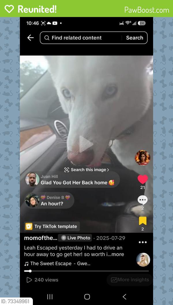 Reunited Female Dog last seen Crestview Wholesale, Big Boss Gas station, Crestview, FL 32536