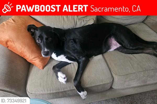 Lost Male Dog last seen Bridge St near Westholm, Sacramento, CA 95816