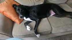 Lost Male Dog last seen Bridge St near Westholm, Sacramento, CA 95816