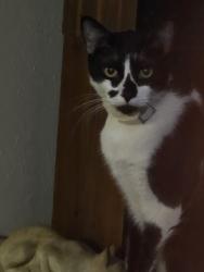 Found/Stray Unknown Cat last seen Crestline, Dallas, TX 75230