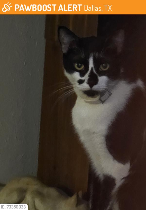 Found/Stray Unknown Cat last seen Crestline, Dallas, TX 75230