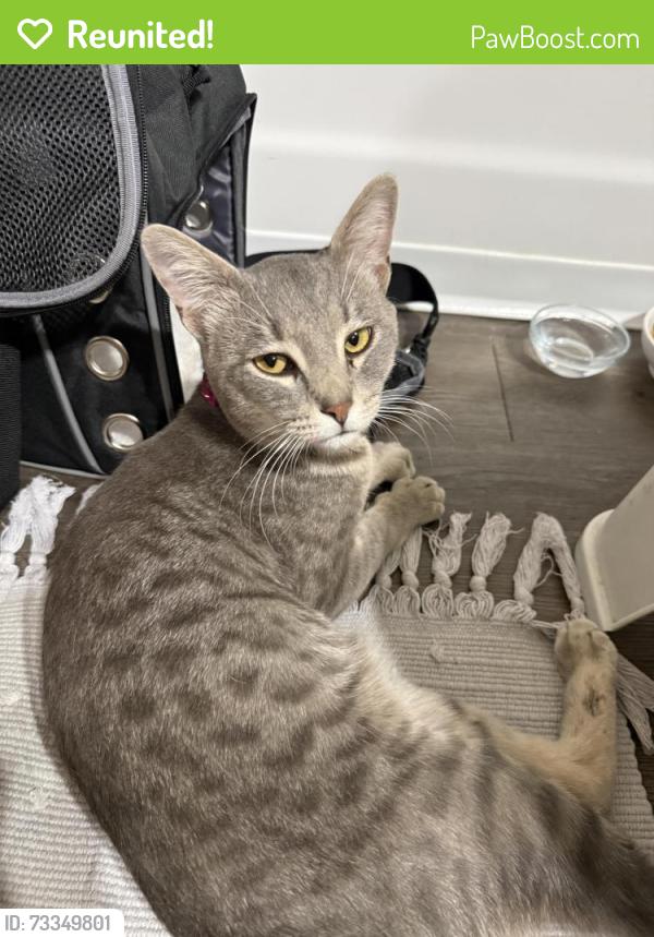 Reunited Male Cat last seen Thomas and 70th, Scottsdale, AZ 85251