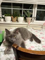 Found/Stray Female Cat last seen 124th st and Gibson Road Everett WA, Everett, WA 98204